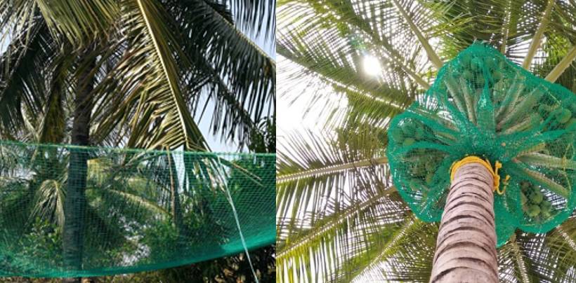 Coconut Tree Safety Nets Fixing | Call 9908231644 for Fall Arrest Nets Fixing