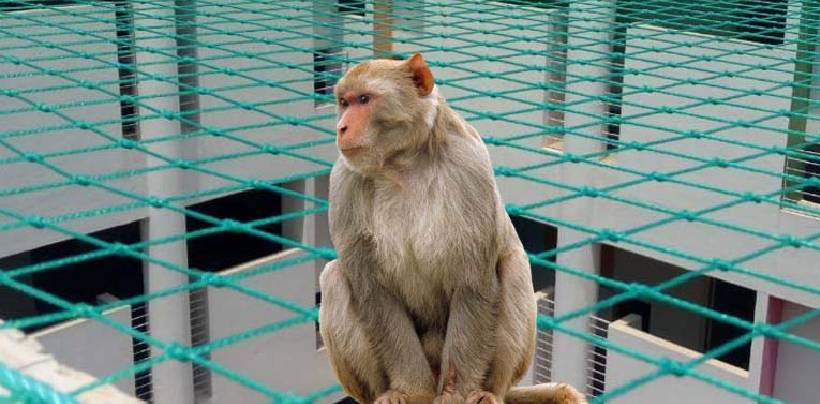 Monkey Safety Nets In Hyderabad | Call 9908231644 For Net Fixing